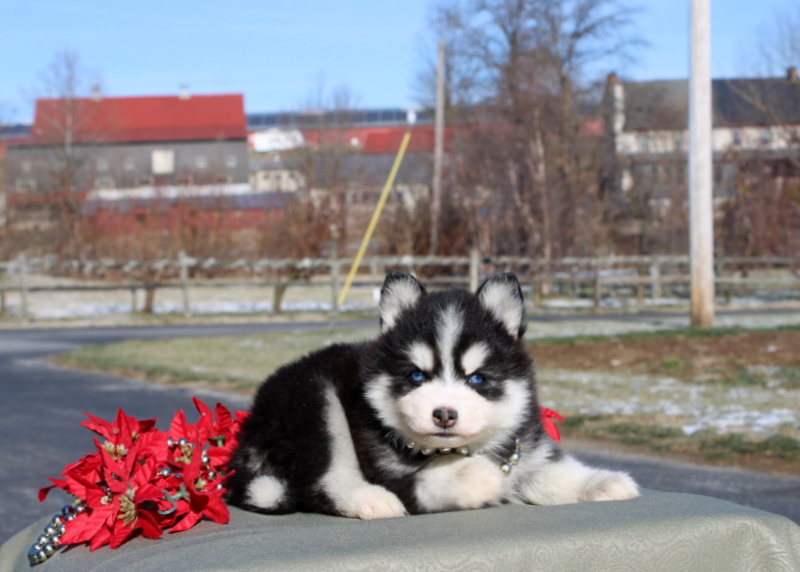 puppy, for, sale, Pomsky, Matthew B. Stoltzfus, dog, breeder, Gap, PA, dog-breeder, puppy-for-sale, forsale, nearby, find, puppyfind, locator, puppylocator, aca